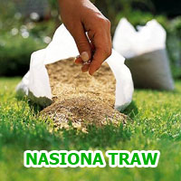 Trawa: nasiona traw
