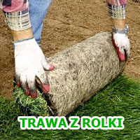 Trawa z rolki